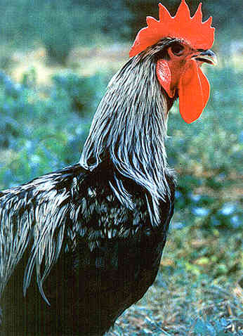Denizli'nin Horozu